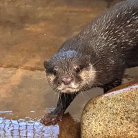 那須どうぶつ王国から来園したツツジ（市川市動植物園提供）