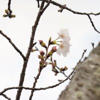 ソメイヨシノの標本木でピンク色のつぼみに囲まれて咲くかれんな花＝２７日、銚子市