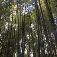 竹林に白骨化遺体　千葉市若葉区