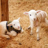 ふわふわ愛くるしい姿　赤ちゃんヒツジ、成田ゆめ牧場で誕生　