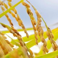 コメ作付拡大４年ぶり水準　価格高騰で、千葉は４・９万ヘクタール　農水省、２５年産意向調査