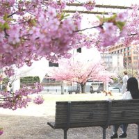 千葉県内春の陽気　４月並み、鴨川や市原で２０度超え