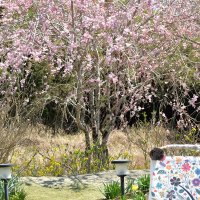 「癒やしの斎藤ガーデン」として一般公開している斎藤さんの自宅庭にあるシダレザクラ＝４日、大多喜町小苗