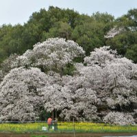 見頃を迎えたヤマザクラ「吉高の大桜」＝７日、印西市