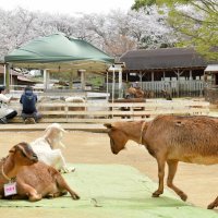のどかに過ごすヤギやヒツジも