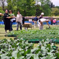 苗や市原グルメが人気　きょうまで園芸まつり　市農業センター