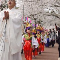 満開の桜の下を練り歩く子どもたち＝６日、茂原市の茂原公園
