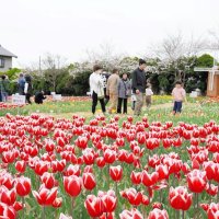 チューリップを楽しむ人たちでにぎわいを見せる広場＝６日、匝瑳市