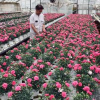地元の花で母に感謝を　カーネーション栽培ピーク　船橋の花卉農家