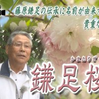 鎌足桜１２年の歩み　地域に根ざす花と人の物語　気になるあの記事を「ツイセキ！！」　千葉日報×Ｊ：ＣＯＭコラボ第２０弾