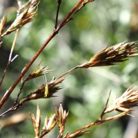 なぜ？１２０年の周期で咲くレアな花　独特すぎる植物「黒竹」とは　【急上昇ニュースのウラ】