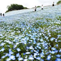 色とりどり、咲き競う　ネモフィラ、リビングストンデージー、ルピナス　袖ケ浦・東京ドイツ村