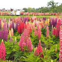 藤の花を逆さにしたようなカラフルなルピナス＝袖ケ浦市