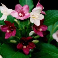 ハコネウツギ　花大＝２００８年５月２６日、千葉市（初芝清氏撮影）
