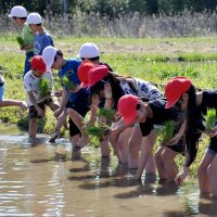 コメづくりの苦労実感　児童が田植え体験　秋に稲刈りも　市原・牛久小