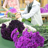 「永遠の幸福」を母に　成田空港に５０万本空輸　芝山から全国へ　“青い”カーネーション