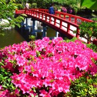 ツツジとアーチ橋“共演”　鮮やか赤、白、ピンク　茂原公園