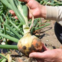 白子特産のタマネギ
