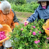 食香バラ収穫最盛期　甘い香り食べても美味　大多喜の特産化へ