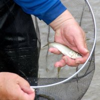 試し釣りで捕獲されたアユ