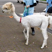 スッキリ！夏の装い　市川市動植物園　アルパカ毛刈り