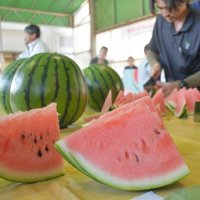 出荷が始まったばかりの富里スイカ。みずみずしい赤い果肉を持つ＝８日、富里市