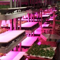 高品質野菜を水耕栽培　食品安全の国際認証も　アグリード（君津）　【ちばの元気企業】
