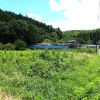 ヒガシキリギリスの生息地　印旛地方ではキリギリス、キリチョン、ギーリョンギィーチョンという地方名があり、市原市ではキリンスともよばれた＝２０１９年７月２６日、木更津市（筆者撮影）
