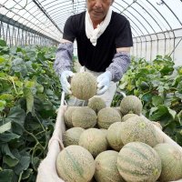 「今年も甘くて美味」　銚子メロンの旬到来