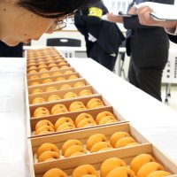 出品されたビワの色や形を確かめる審査員＝１０日、南房総市