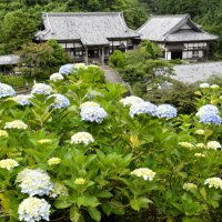麻綿原ブルー染まる　アジサイ２万株、７月見頃　大多喜の妙法生寺