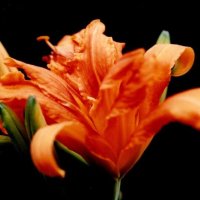 ヤブカンゾウ　花＝２０１０年７月２日、千葉市（初芝清氏撮影）
