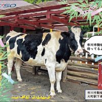 ホルスタインの「シグレちゃん」が登場した台紙の裏表紙
