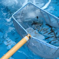 地元の小学生らが放流したマダイの稚魚
