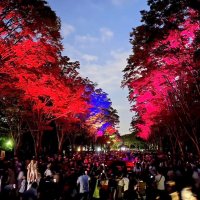 トワイライトＺＯＯでライトアップされたケヤキ並木（昨年、千葉市動物公園提供）