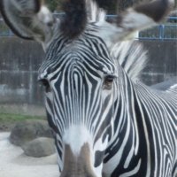 シマウマ「カエデ」死ぬ　千葉市動物公園