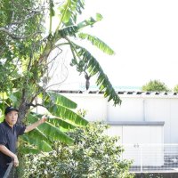 バナナ庭で実った！　千葉市緑区の鶴岡さん　２年連続「びっくりした」