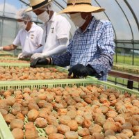 赤く色づく実ずらり　横芝光・坂田城跡　梅干し作り最盛期