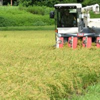 本州一早い稲刈り　わせ品種「五百川」黄金色　いすみ