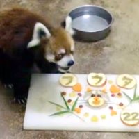 風太２２歳の誕生日　特製ケーキでお祝い　愛らしい姿にファン歓声　千葉市動物公園