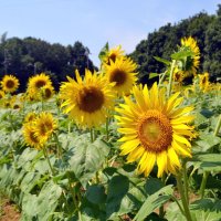 夏の太陽、咲き誇る　里山自然公園でヒマワリ５万本見頃　佐倉