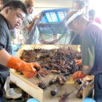 【動画あり】「伊勢エビの夏」始まる　初日まずまず１・４トン　高級食材、初水揚げ　大原漁港