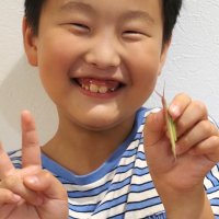 富津の小３「超レア」と世話　背中がピンク、ツートンカラーのバッタ捕獲