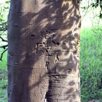 「昭和十八年十月」「砲隊」と彫られたモッコクの木＝佐倉市の佐倉城址公園