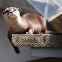 コツメカワウソ「マロン」天国へ　市川市動植物園の人気者