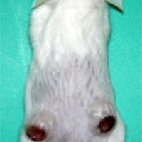 安全性確認に不可欠　数段階テストし実用化　抗がん剤開発におけるマウスモデルの役割　千葉県がんセンター研究所実験動物研究部長　若林雄一　【９月はがん征圧月間　ちば　がんにうち克つ】（１５）
