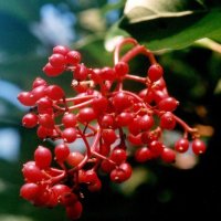 サンゴジュの実＝２００９年９月１日、千葉市（初芝清氏撮影）
