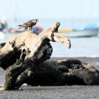 海岸の流木で獲物のヒヨドリを食べるハヤブサ　ハヤブサ目ハヤブサ科　全長４２～４９センチ　ユーラシア大陸の大部分と北米大陸の寒帯から亜寒帯、オーストラリアなど世界の広い範囲で繁殖＝２０１６年１２月４日、木更津市（筆者撮影）
