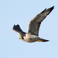 ハヤブサ　唯一無二の狩人　成田篤彦　【房総の草木虫魚】（４５３）