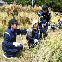 黄金色“勝中（カッチュウ）米”収穫　２年生７０人　実り感じ作業に汗